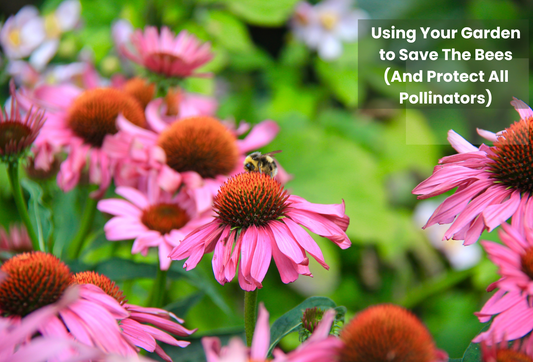 Using Your Garden to Save The Bees (And Protect All Pollinators)