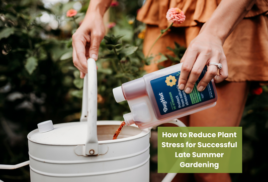 How to Reduce Plant Stress for Successful Late Summer Gardening