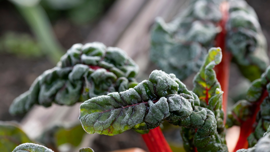 Frost and Your Garden