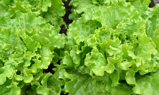 Solving Common Lettuce Problems