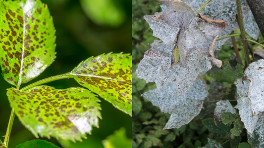 Your Guide to Fungicide