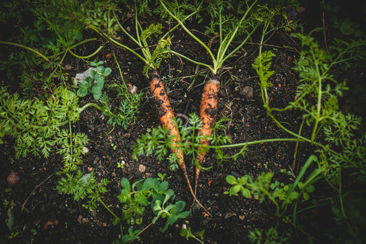 6 Steps to a Thriving Fall Garden