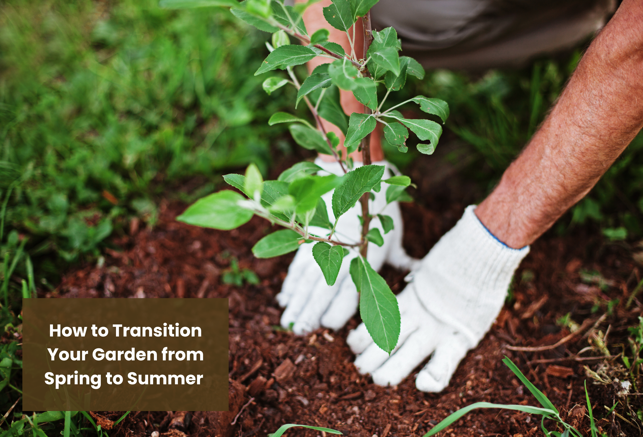 First Spring Then Summer How to Transition Your Garden from Spring to Summer – BugHut