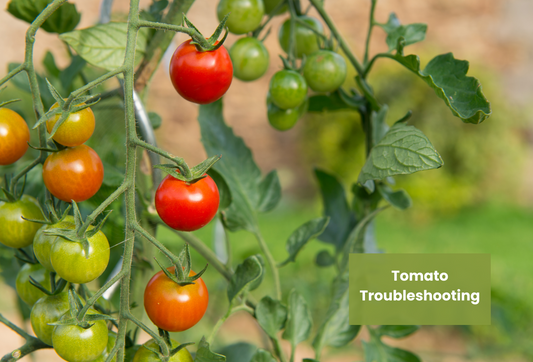 Tomato Troubleshooting