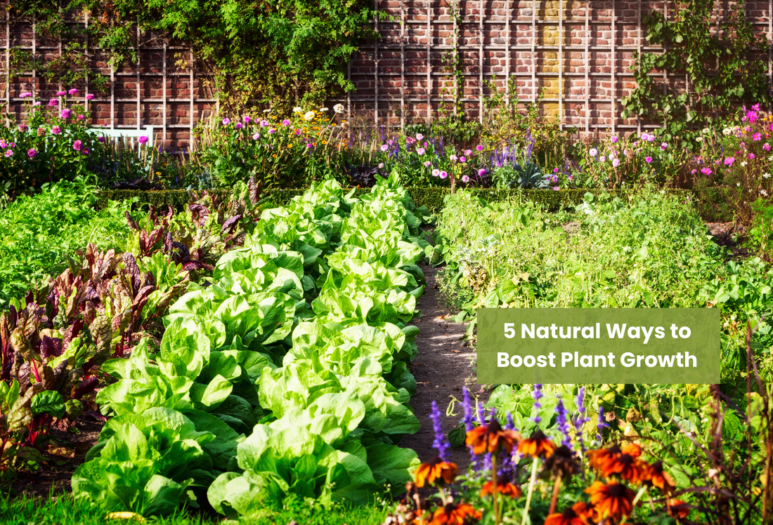 5 Natural Ways to Boost Plant Growth