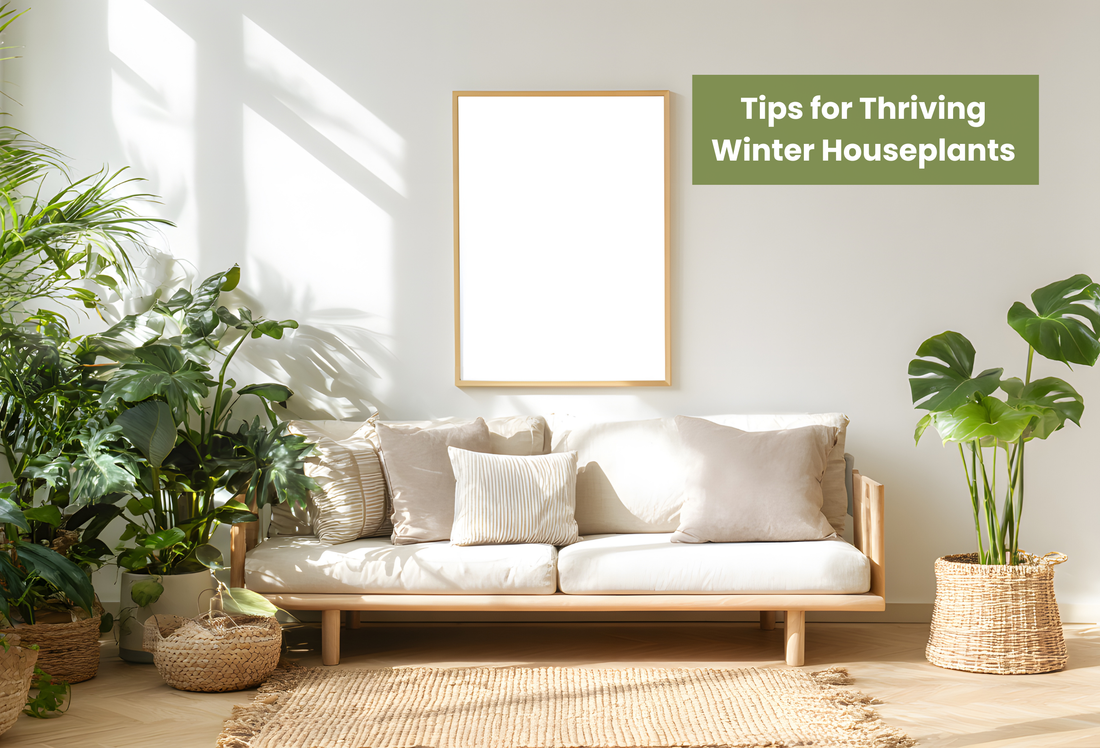 Tips for Thriving Winter Houseplants