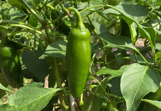 Pepper Harvesting Tips