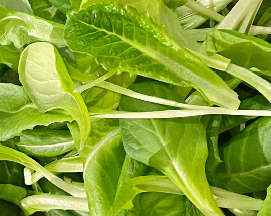 Lettuce & Spinach Care Tips