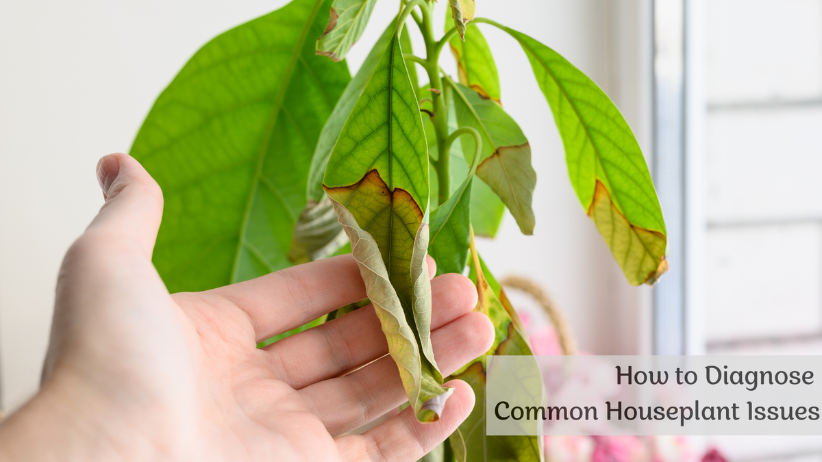 A guide to diagnosing and treating common houseplant problems – BugHut