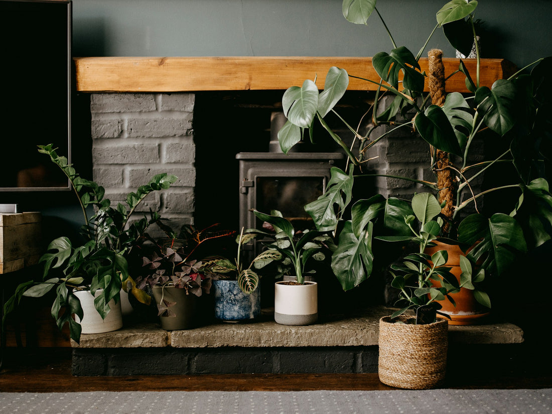 The Beginner's Guide to Thriving Houseplants